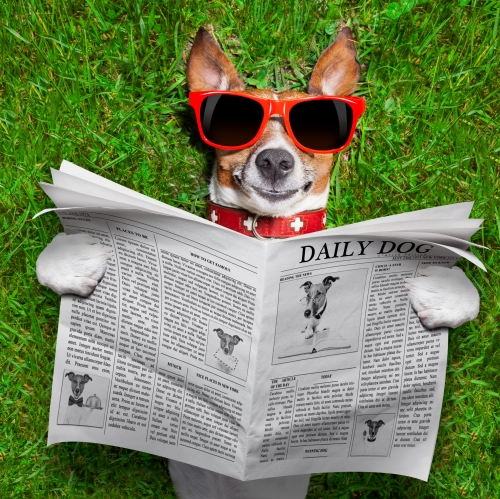 https://depositphotos.com/48267109/stock-photo-dog-reading-newspaper.html