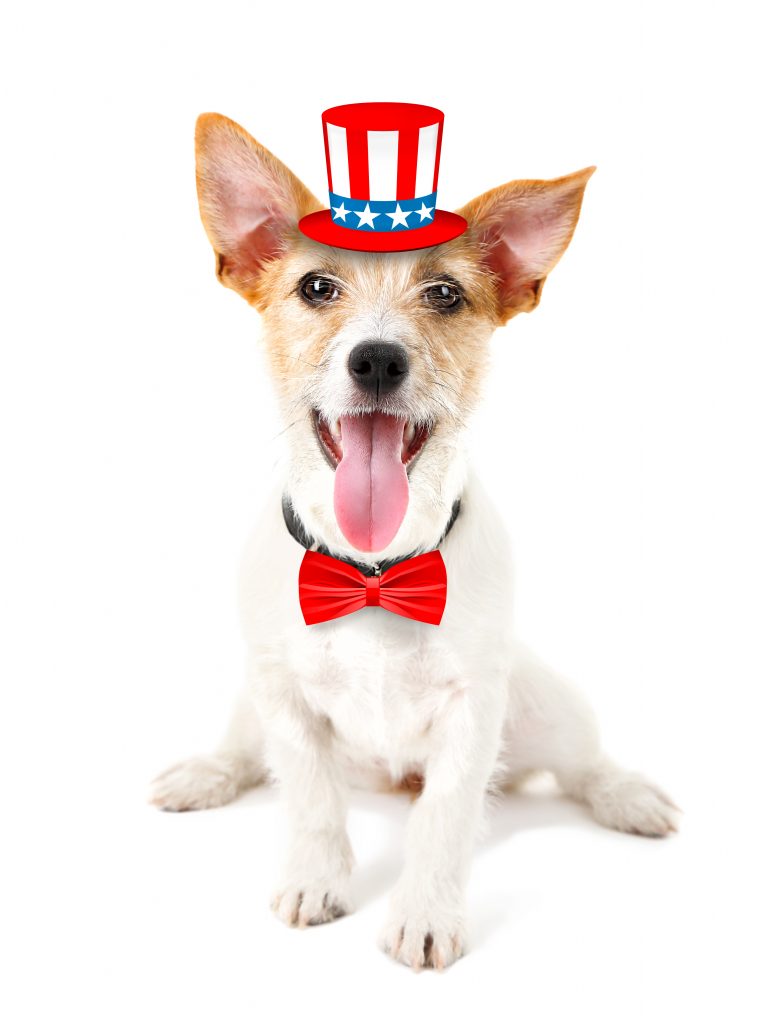 https://depositphotos.com/126326578/stock-photo-cute-dog-with-uncle-sam.html