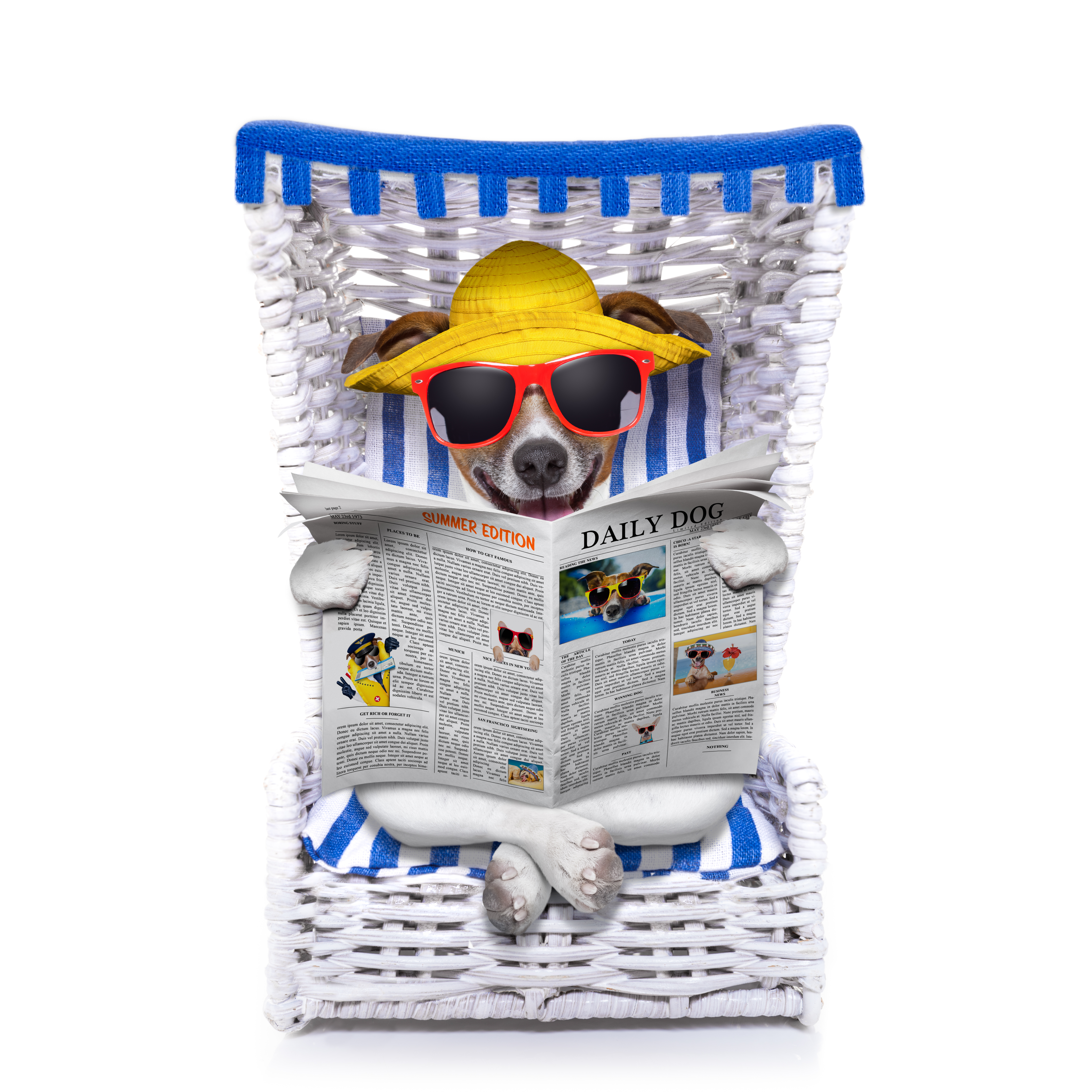 https://depositphotos.com/59960165/stock-photo-dog-beach-chair.html