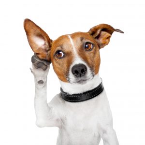 https://depositphotos.com/14094278/stock-photo-dog-listening-with-big-ear.html