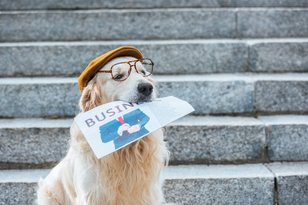 https://depositphotos.com/220243566/stock-photo-retriever-dog-cap-eyeglasses-holding.html