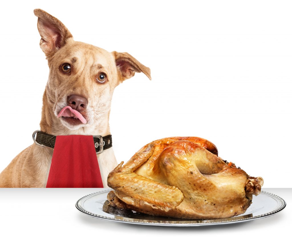 https://depositphotos.com/174205416/stock-photo-hungry-dog-with-thanksgiving-turkey.html