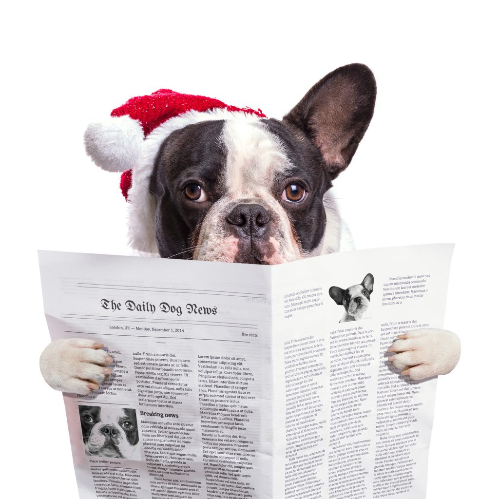 https://depositphotos.com/58564579/stock-photo-french-bulldog-in-santa-hat.html