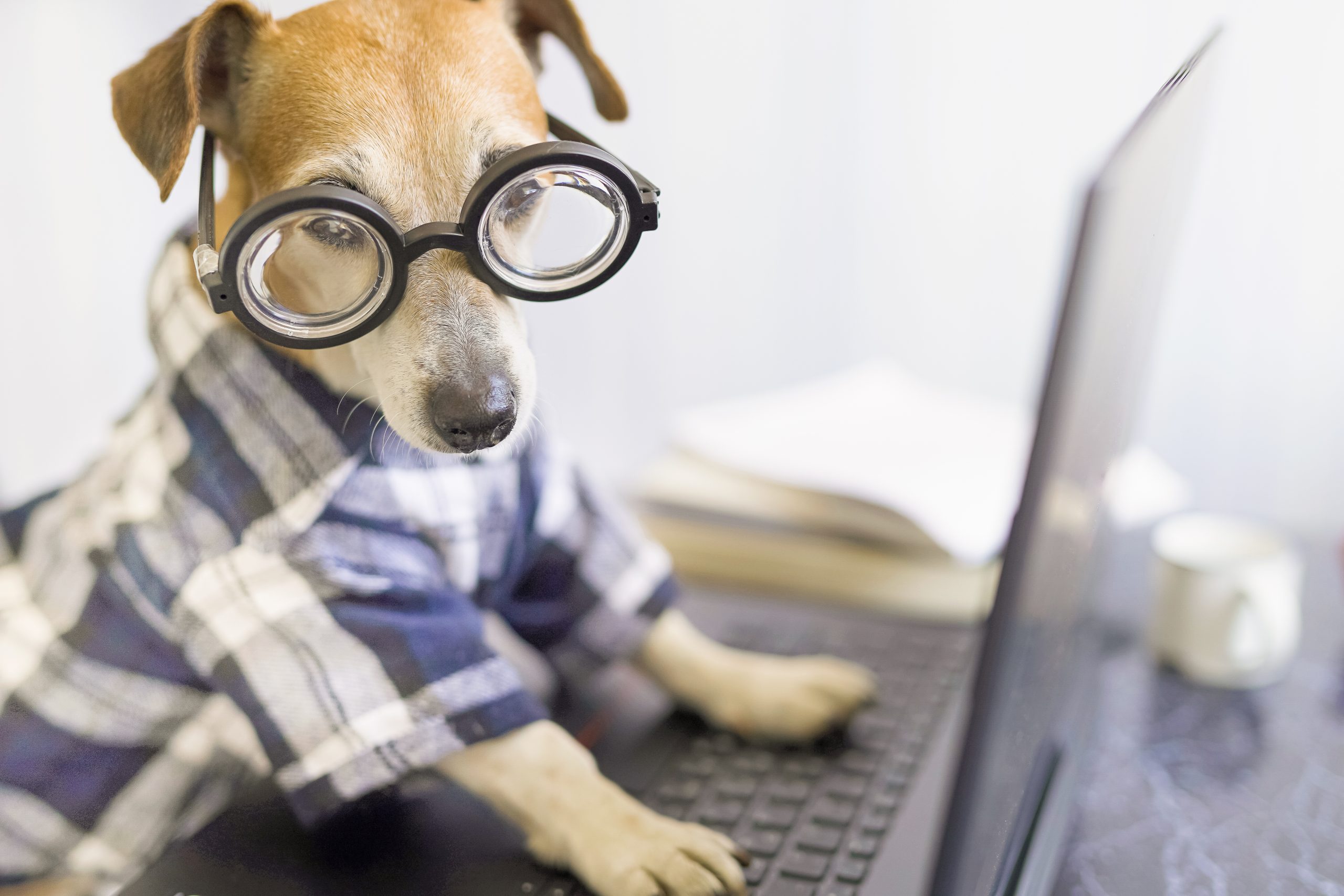 https://depositphotos.com/357481154/stock-photo-adorable-dog-working-project-online.html