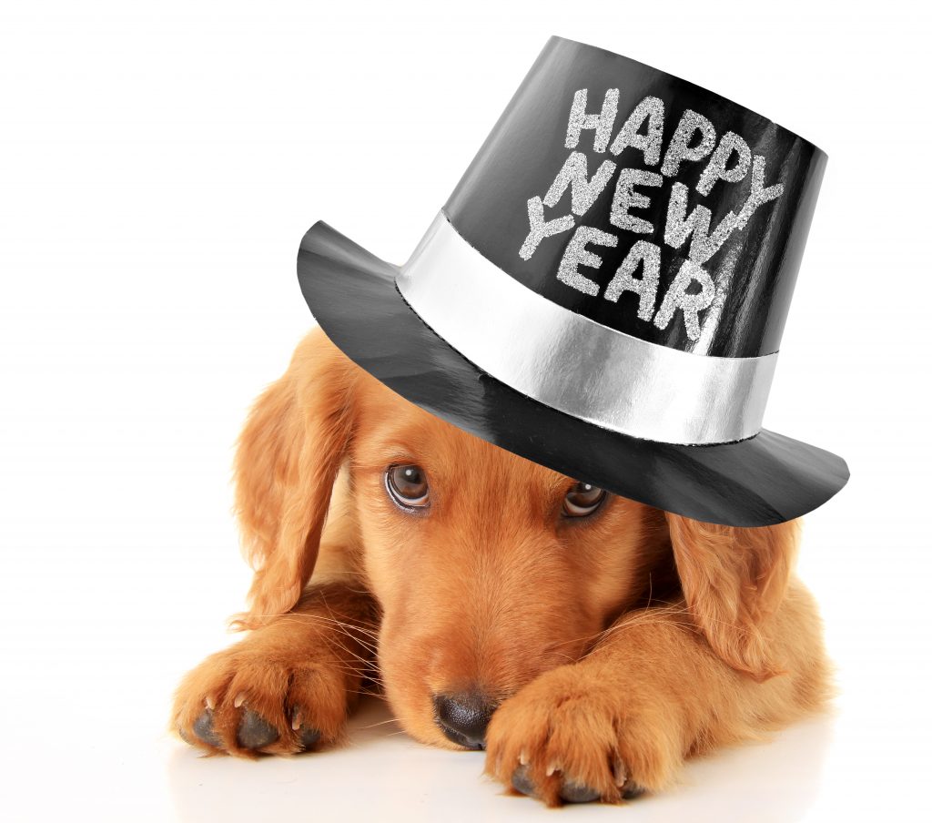 https://depositphotos.com/36527387/stock-photo-happy-new-year-puppy.html