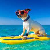 https://depositphotos.com/54663119/stock-photo-surfer-dog.html