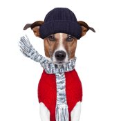 https://depositphotos.com/12367228/stock-photo-winter-dog-scarf-and-hat.html